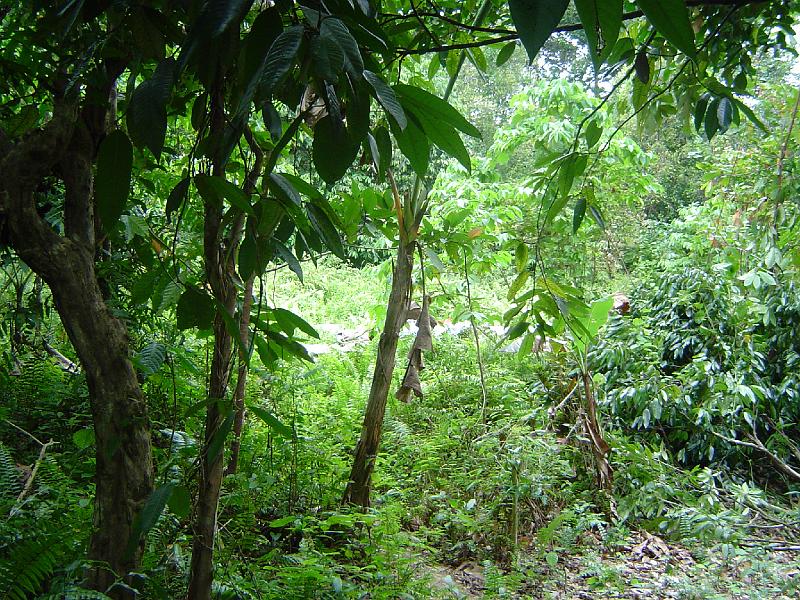Ambon 2007 023
